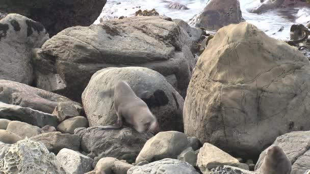 Zeehonden Nieuw Zeeland — Stockvideo