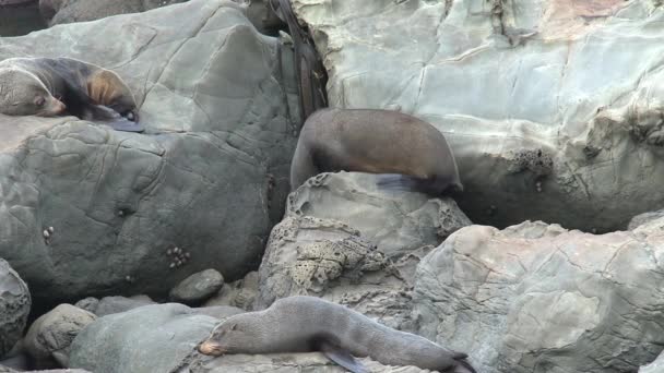 Zeehonden Nieuw Zeeland — Stockvideo