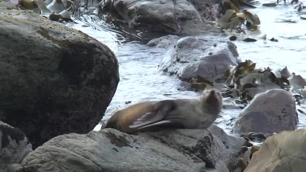 Zeehonden Nieuw Zeeland — Stockvideo