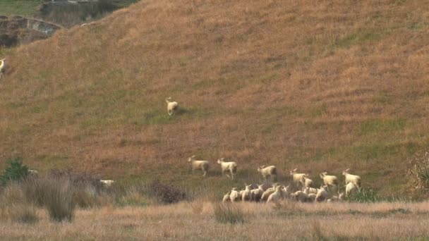 Schafe Bei Den Catlins Neuseeland — Stockvideo