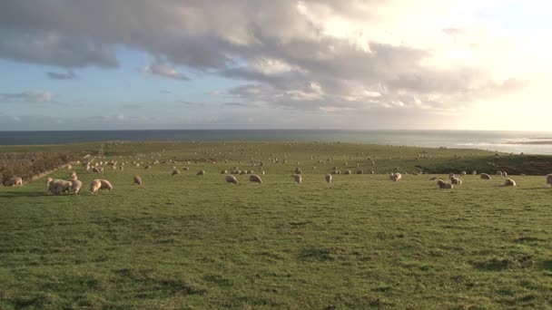 Sheeps Slope Point Catlins Conservation Park New Zealand — Stock Video
