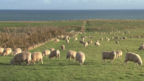 Ovce Kolem Svahu Catlins Conservation Park Novém Zélandu — Stock video