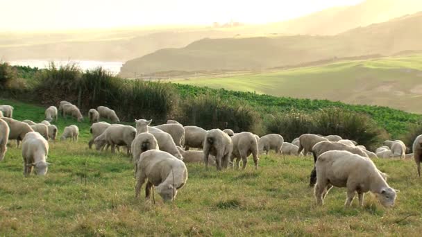 Moutons Autour Slope Point Catlins Conservation Park Nouvelle Zélande — Video