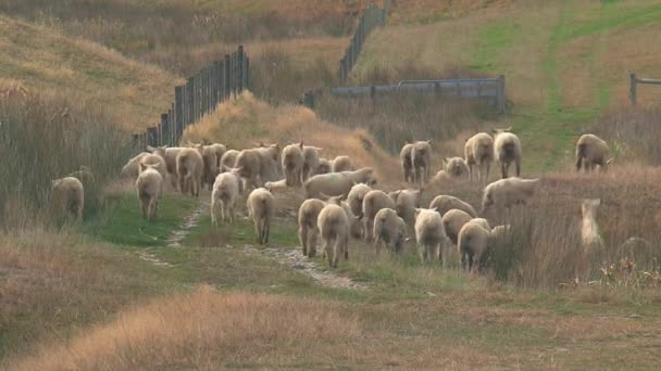 新西兰卡特林家的羊 — 图库视频影像