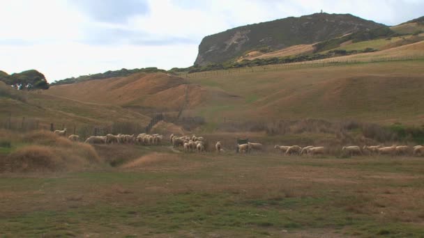 Ovelhas Nos Catlins Nova Zelândia — Vídeo de Stock