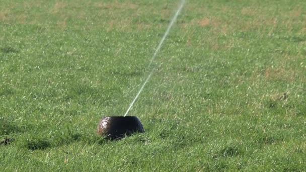 Agua Rociando Pastizales Nueva Zelanda — Vídeo de stock