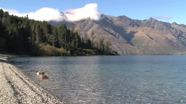 Westcoast Isla Del Sur Nueva Zelanda — Vídeos de Stock