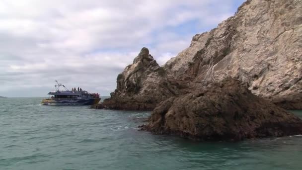 Whale Watching Kaikoura New Zealand — Stock Video