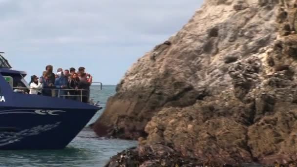 Pozorování Velryb Kaikoura Nový Zéland — Stock video