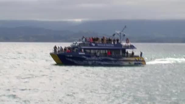 Wilde Dieren Walvissen Kijken Naar Kaikoura Nieuw Zeeland — Stockvideo