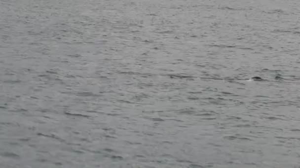 뉴질랜드의 쿠라에 향유고래 — 비디오