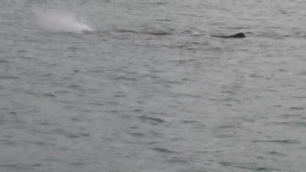 뉴질랜드의 쿠라에 향유고래 — 비디오