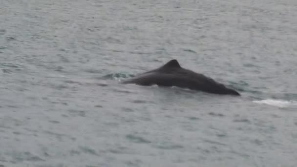 ニュージーランドの南島木浦にある精子クジラ — ストック動画