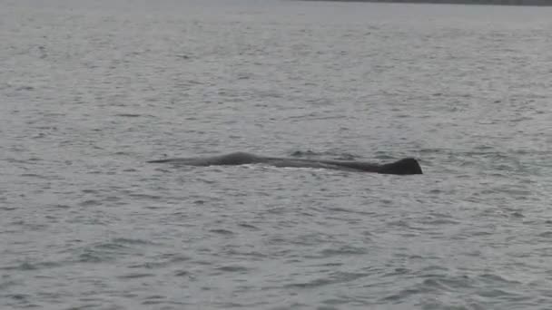 Ballena Espermática Kiakoura Isla Del Sur Nueva Zelanda — Vídeo de stock