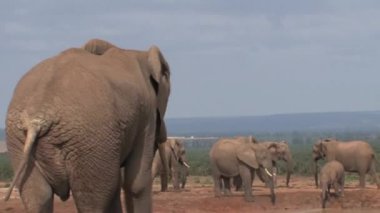 Bir su birikintisinde Afrika Fil Sürüsü