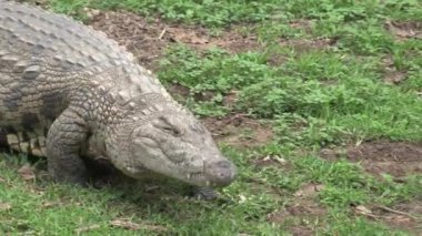 Nil Timsahı çimlerin üzerinde güneşleniyor.