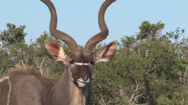 Çalılardan otlanan bongo.