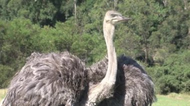 Bir çift devekuşu otları arıyor.