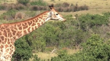 Çayırda bir çalıdan otlayan zürafa
