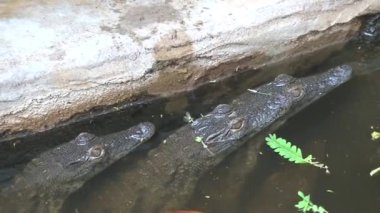 Bebek Nil Timsahları yarı suyun içinde.