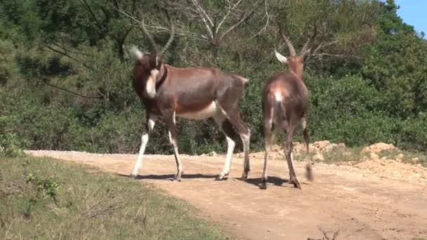 Gazelles Lock Horns Grassland — Stock Video