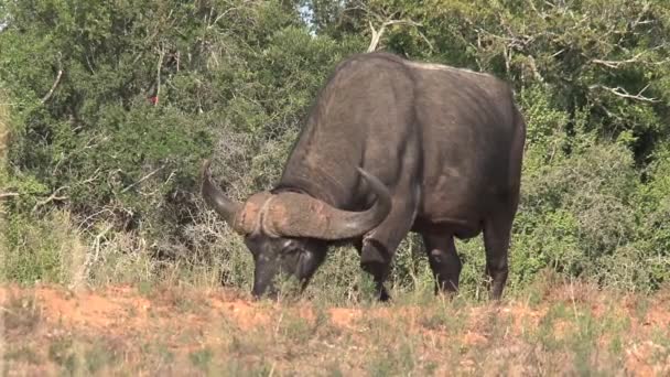 African Buffalo Wypas Sawannie — Wideo stockowe