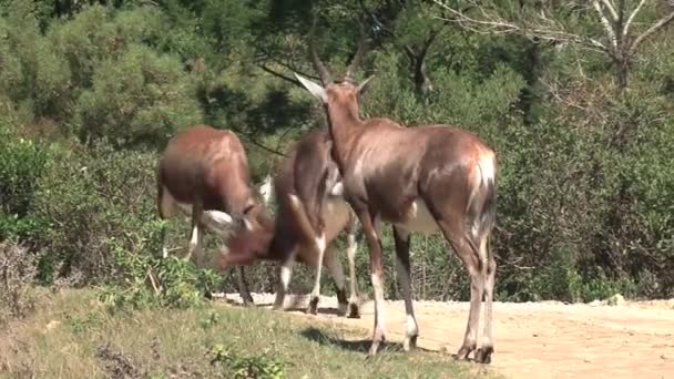 羚羊在草原上锁定角 — 图库视频影像