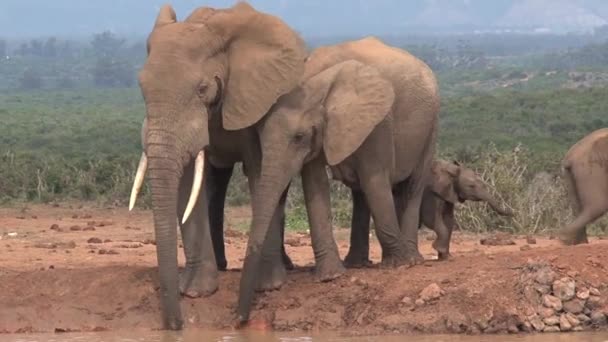 Herd Van Afrikaanse Olifanten Loopt Savanne — Stockvideo