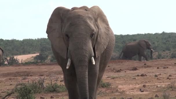 Primer Plano Elefante Africano Caminando Sobre Sabana — Vídeo de stock