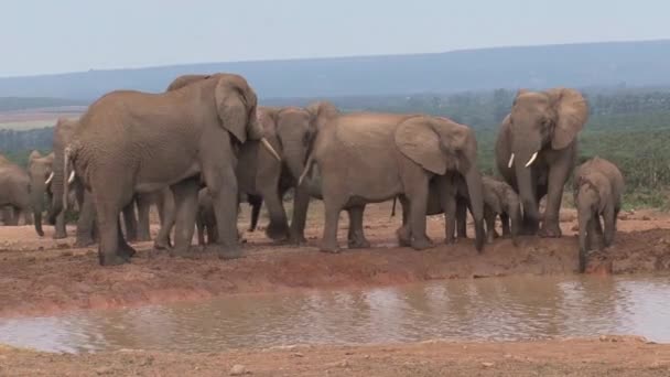 Herd Van Afrikaanse Olifanten Bij Een Drinkplaats — Stockvideo