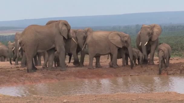 Stádo Afrických Slonů Vodní Jámy — Stock video