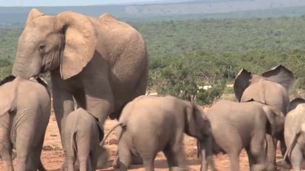 在草原上行走的非洲大象群 — 图库视频影像