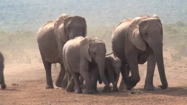 Afrikanische Elefantenherde Läuft Der Savanne — Stockvideo