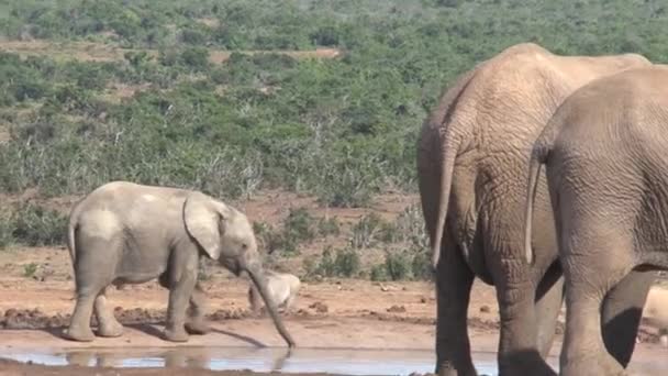Άγρια Των Αφρικανικών Ελέφαντα Μια Τρύπα Ποτίσματος — Αρχείο Βίντεο