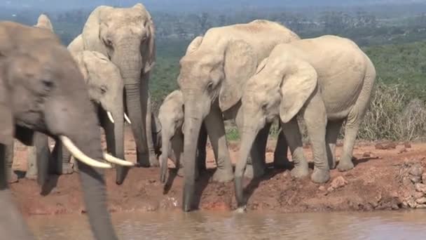 Afrikanische Elefantenherde Einem Wasserloch — Stockvideo