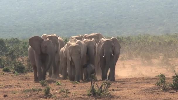 Troupeau Éléphants Afrique Marchant Sur Savane — Video