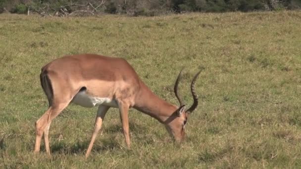 Gazelle Grazes Grassland — Stock Video