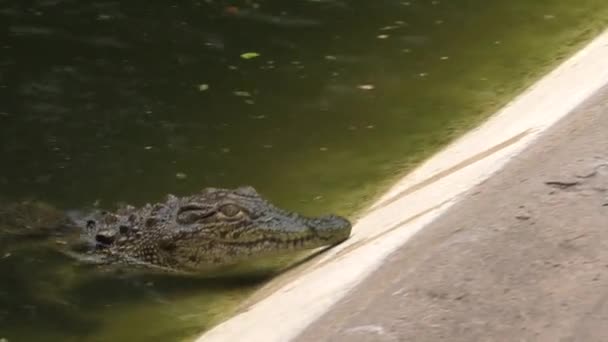 Crocodilo Nilo Jovem Semi Submerso Água — Vídeo de Stock