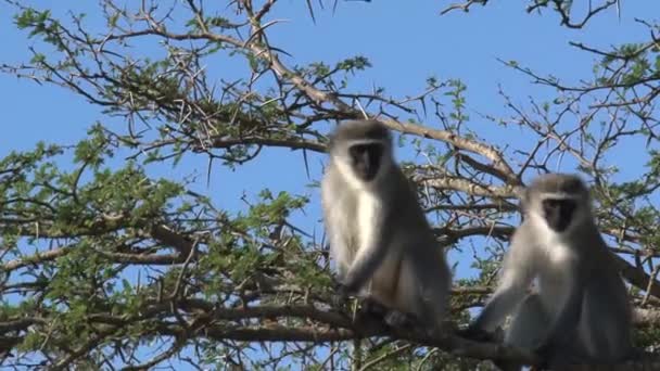 Par Vervet Macacos Uma Árvore — Vídeo de Stock