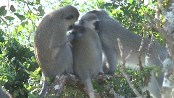 Vervet Maymunları Birbirlerini Ağaçta Tımar Ediyorlar — Stok video