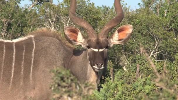 Bongo Pastando Arbusto — Vídeo de Stock