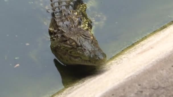 Młody Krokodyl Nilu Płynie Brzeg — Wideo stockowe