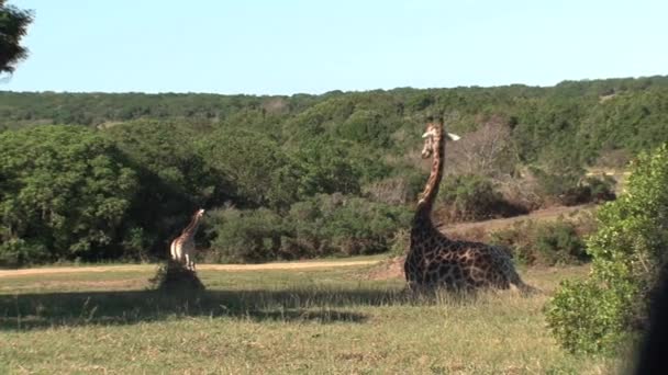 Girafa Deitada Savana — Vídeo de Stock