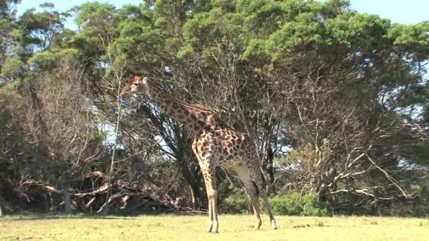 Żyrafa Wypasana Wierzchołka Drzewa Sawannie — Wideo stockowe