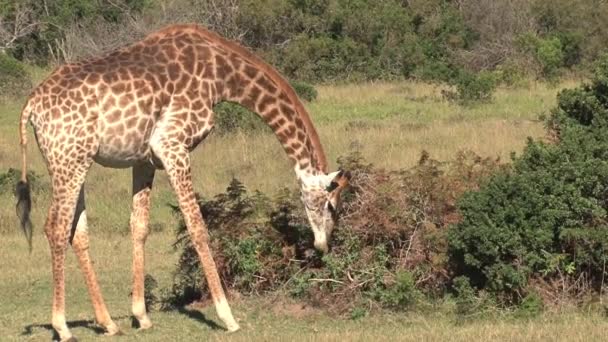 Žirafa Pasoucí Keře Savaně — Stock video