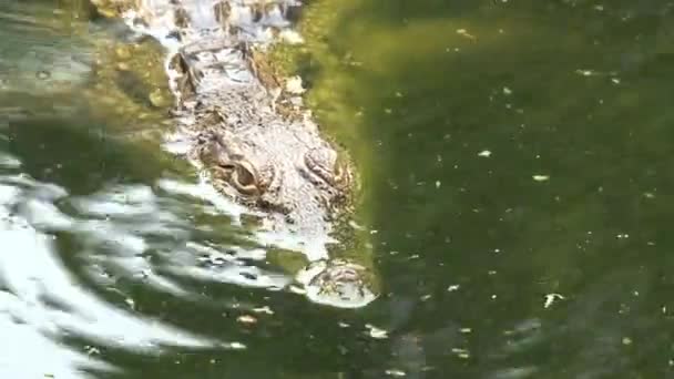 Crocodilo Nilo Nadando Semi Submerso — Vídeo de Stock