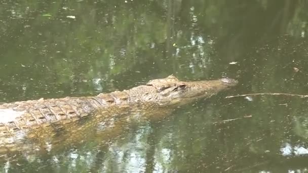 Молодой Нил Крокодил Наполовину Погруженный Воду — стоковое видео