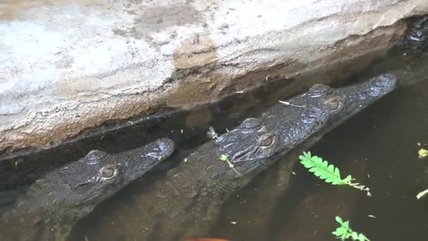 Bébé crocodiles du Nil à moitié immergés dans l'eau