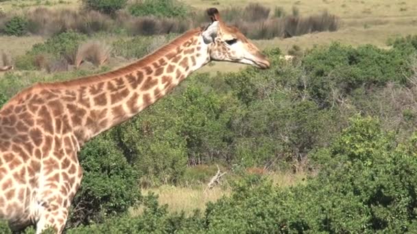 Girafa Pastando Arbusto Savana — Vídeo de Stock