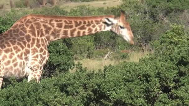 Žirafa Pasoucí Keře Savaně — Stock video